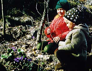 Blåsippor